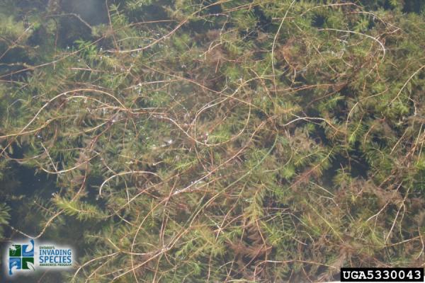 Eurasian Watermilfoil at Surface 