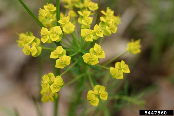 Cypress spurge: yellow-green, inconspicuous flowers are in a cyme at the top of the plant. Flowers mature to red.