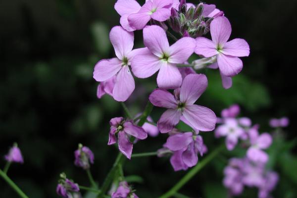 Dame's rocket: showy, fragrant flowers vary in color from white to purple or pink.