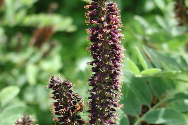 False indigo: flowers are slender spikes at the ends of the twigs.