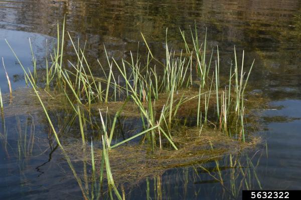 Flowering Rush: foliage