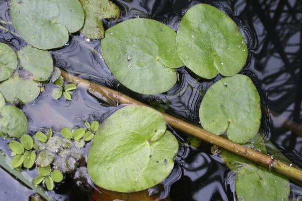 Frogbit: foilage