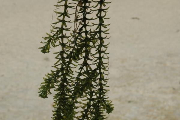 Hydrilla: foliage