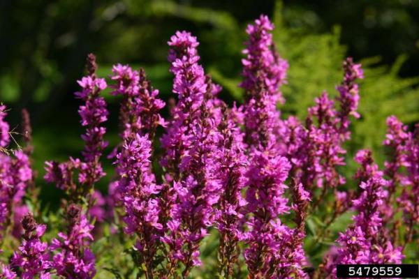 Purple loosestrife: pink to purplish flowers develop in long spikes at the tops of the stems.