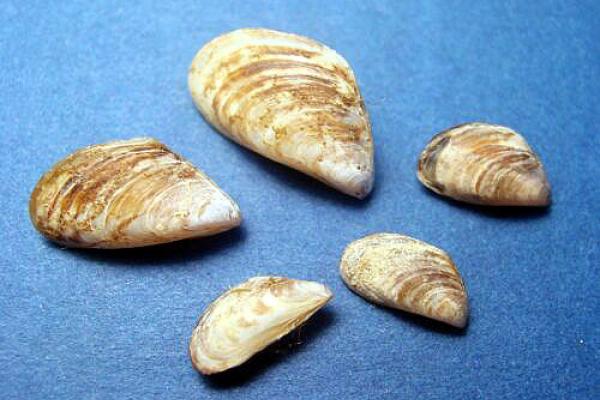 Quagga mussel shells