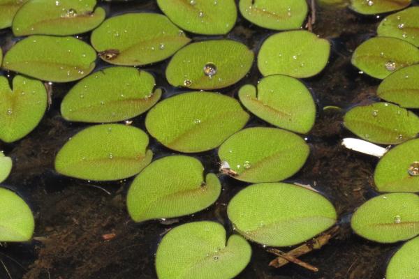 Salvinia auriculata: foliage