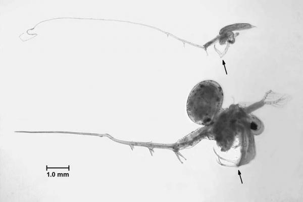 View of a spiny waterflea under a microscope