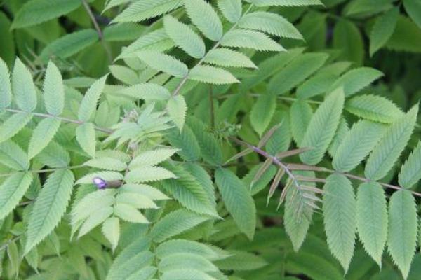 False spiraea: leaf blade is compound, made up of two or more discrete leaflets, there is one leaf per node along the stem, the edge of the leaf blade has teeth.