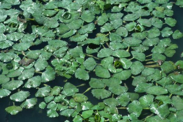 Close-up of water chestnut rosettes