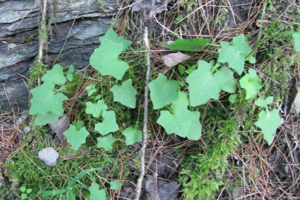 Wall Lettuce: basal and lower stem leaves are 2.5-7 in. long, 1-3 in. wide, glabrous and deeply lobed, with broad, terminal segments.