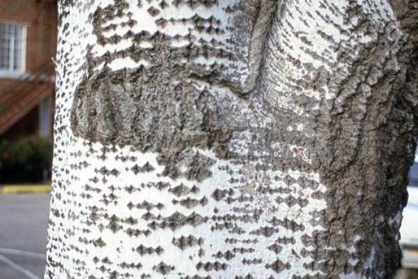 White poplar: bark on young trees is smooth and greenish white becoming gray and wrinkled, as trees age.