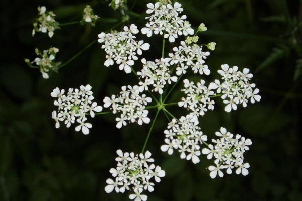 Wild chervil: umbels of this plant are large, having 6-15 rays that can reach up to 1.5 in. in length. The flowers are white and have 5 notched petals.