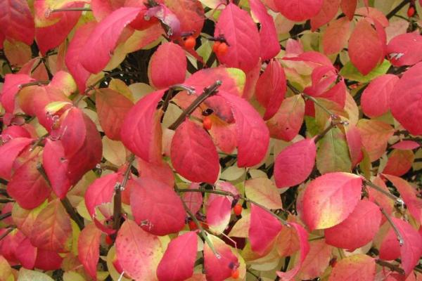 Burning bush: opposite leaves, that are elliptic or oval in shape, with a finely toothed edge, that turn red/purple in the fall.