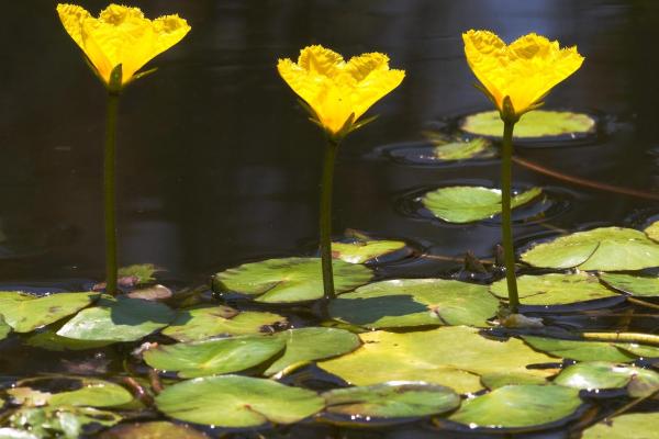 Yellow floating-heart: flower