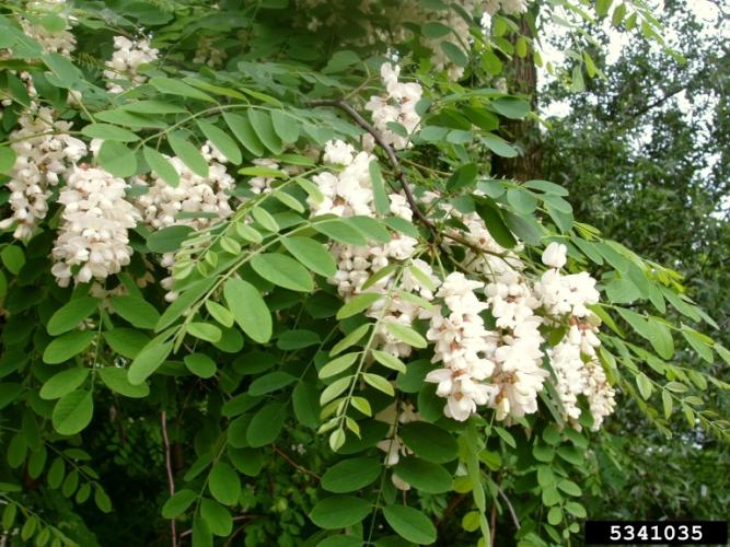 Black locust: clusters of sweetly perfumed pure white pea flowers in spring.