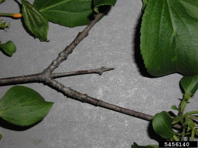 Common buckthorn: twigs are usually tipped with a sharp spine.