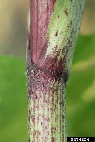 Giant hogweed: has thick, hollow stems, with purple patches and course bristles.