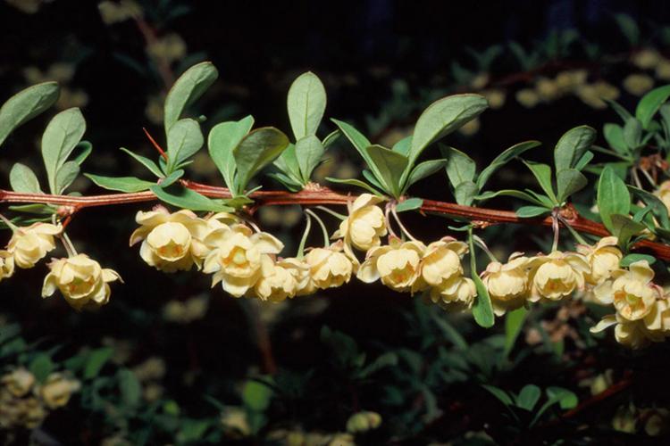 Japanese barberry: flowers are droopy, in small clusters of 2-5, pale yellow. Individual thorns occur along the canes. 