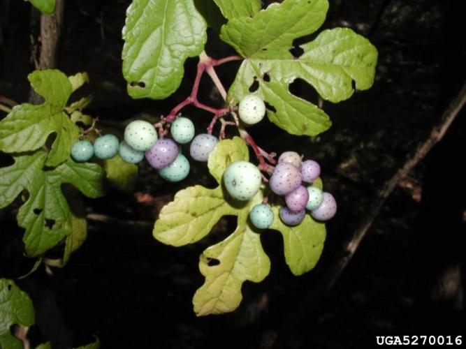 Porcelain berry: fruits are small berries that range from yellow to purple to blue in color.