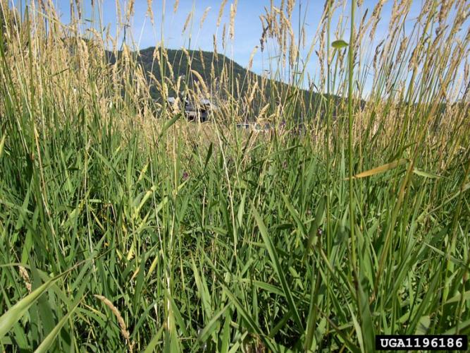 Reed canary grass: infestation.