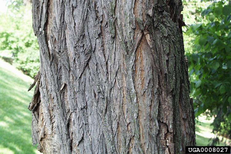 Black locust: bark of black locust is light brown, rough, and becomes very furrowed with age.