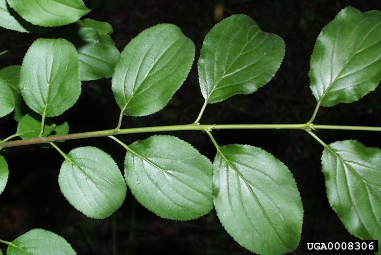 Common buckthorn: leaves are arranged sub-oppositely (almost alternate or opposite in some cases), oval, with toothed margins, and veins run parallel towards the tip.