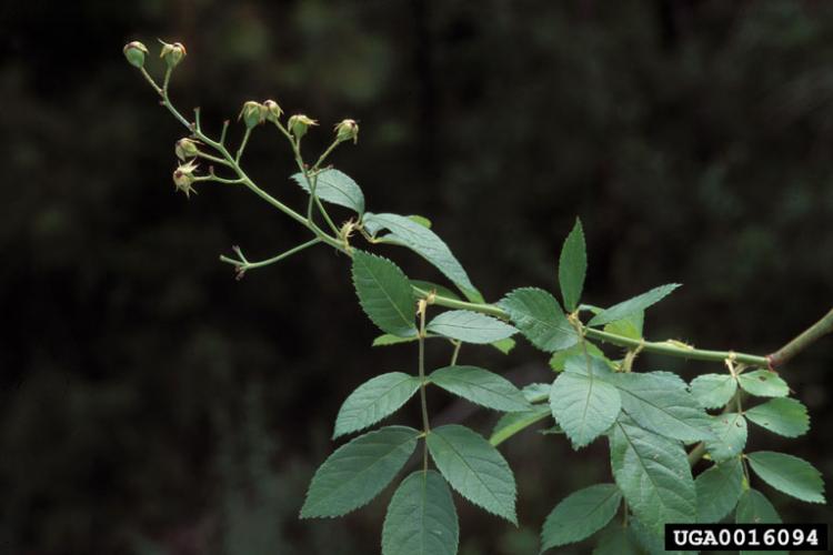 Multiflora rose: immature fruit (hips).