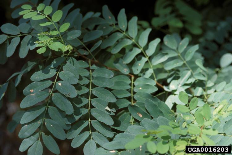 Black locust: leaves are pinnately compound, with small oval leaflets.