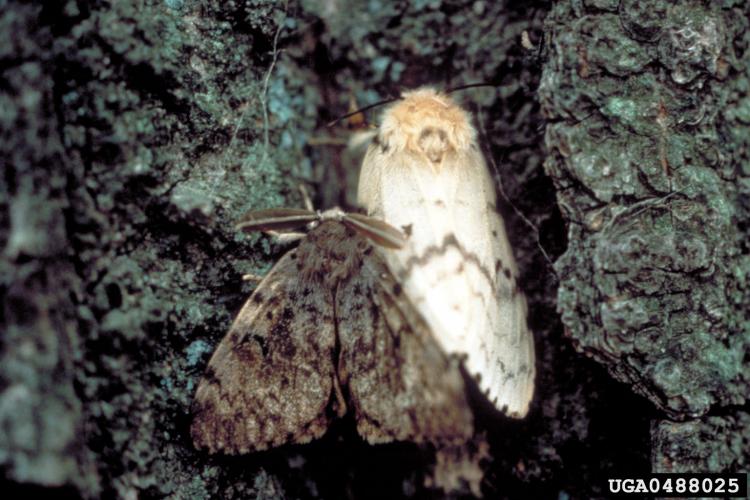 Spongy Moth: adults- male (left), female (right)