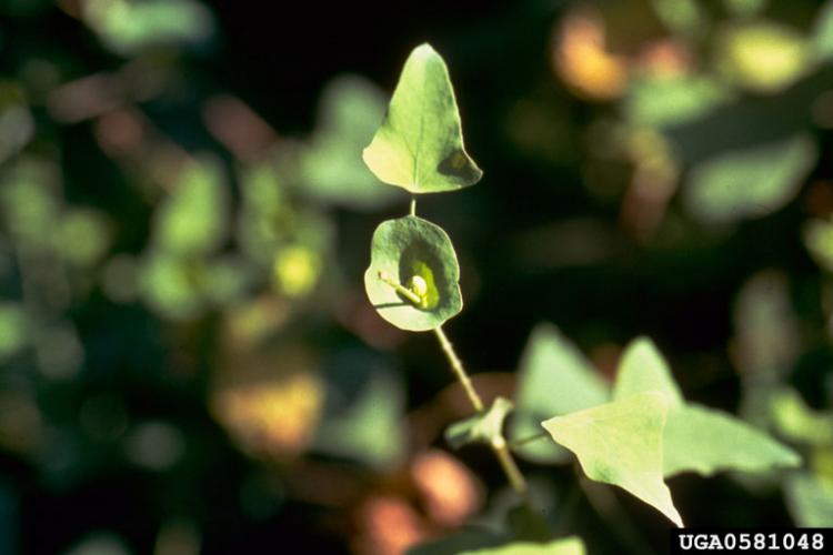 Mile-a-minute vine: flowers inside cup-like leaf bracts.