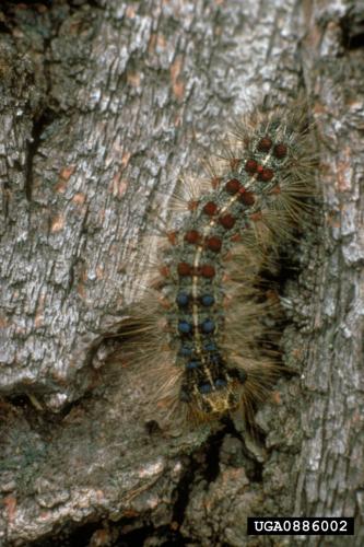 Spongy Moth: caterpillar