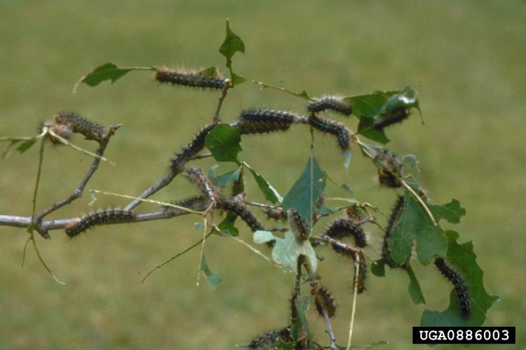 Spongy Moth: damage to oak leaf