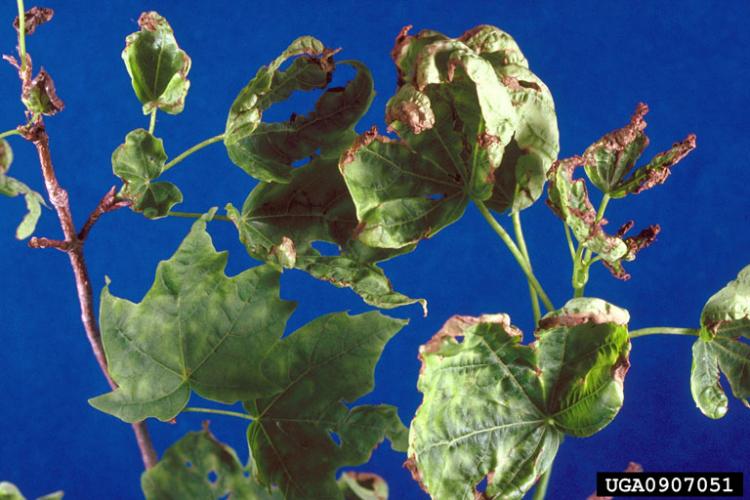Pear thrips: feeding causes leaves to be dwarfed, mottled yellow to green-brown, and distorted. Pear thrips feeding causes leaves to be dwarfed, mottled yellow to green-brown, and distorted. 