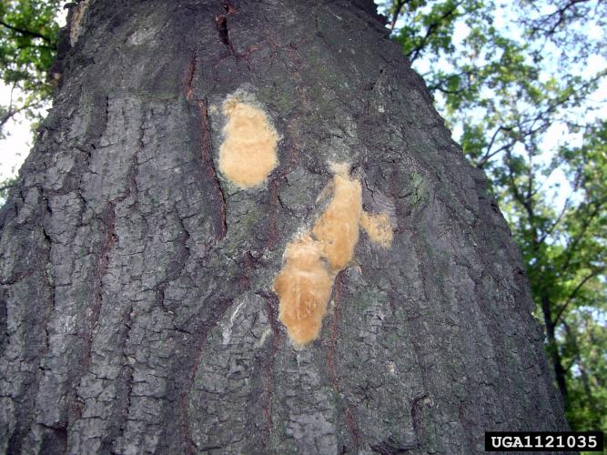 Spongy Moth: egg masses