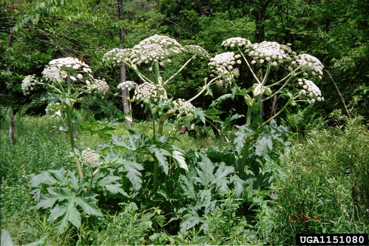 Giant hogweed: white flowers are on a large umbrella-shaped head at that can be up to 2.5 ft. in diameter.