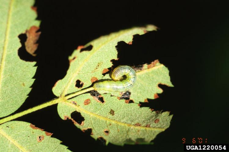 Winter moth: larva.