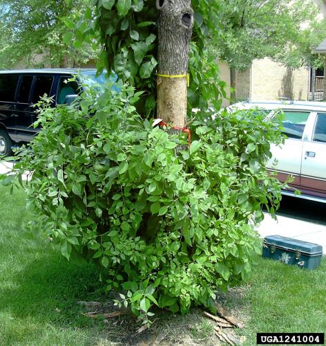 Emerald ash borer: epicormic branching on ash tree infested with EAB.