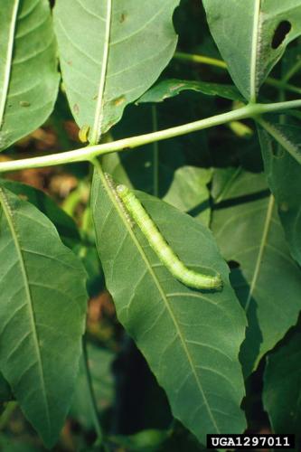 Winter moth: larva.