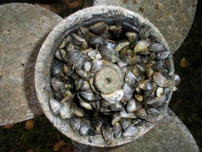 Zebra mussels attached to a boat motor