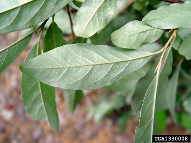 Autumn olive: leaves are bright green to gray green above and silver scaly beneath with short petioles.