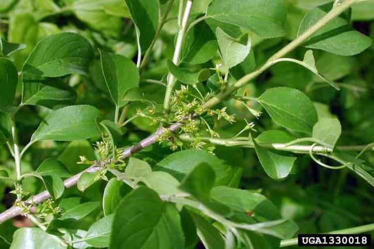 Common buckthorn: 4-petaled flowers develop in clusters of 2 to 6 near the base of the petioles.