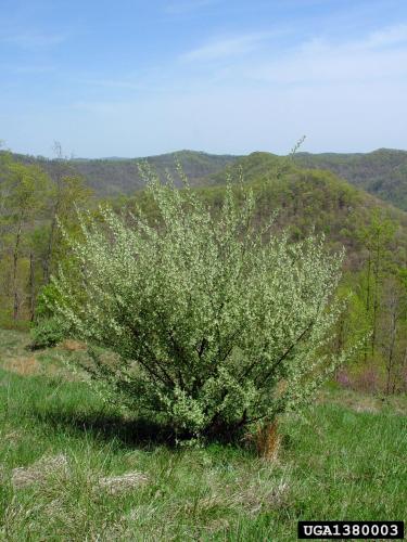 Autumn olive: plant form.