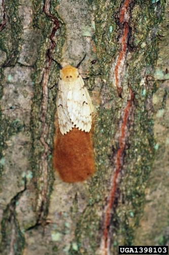 Spongy Moth: adult female and egg masses