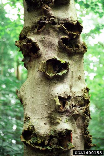 Beech bark disease: cankered stem of beech tree following scale attack and infection.