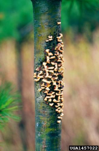 White pine blister rust: spore stage on stem of sapling.