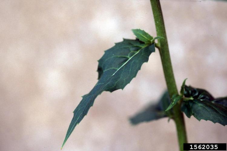 Dame's rocket: alternate leaves are broadly lanceolate and sessile or born on short petioles. Leaves are 2-6 in. long and hairy.