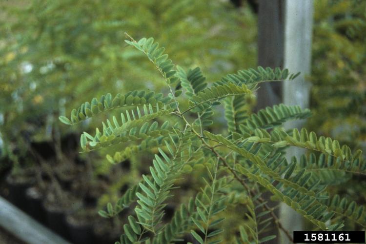 False indigo: alternate, pinnately compound leaves up to 10 inches long, 13 to 35 leaflets per leaf.