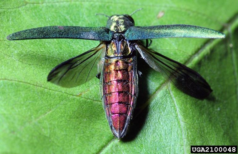 Emerald ash borer: adult with wings open.