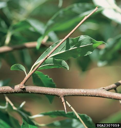 Autumn olive: thorny branches.