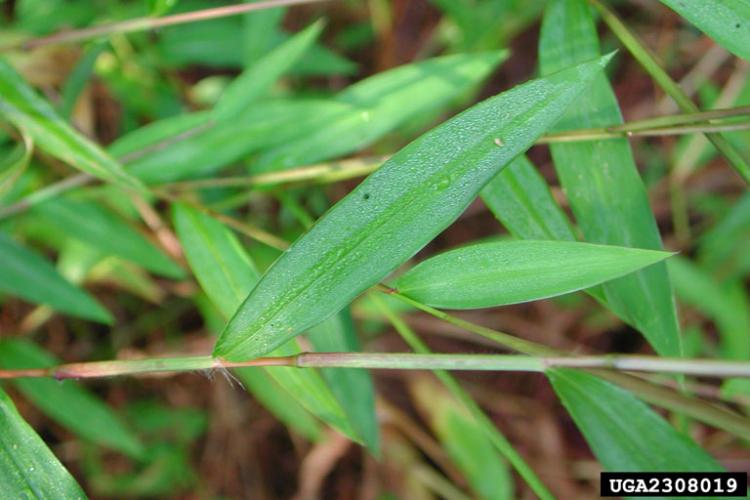 Japanese stiltgrass: leaves are pale-green, with a slightly textured surface, and silvery lines along the blade distinguish stiltgrass from native grass look-alikes.